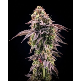 Biscotti Gelato – Fast Buds – detail květu