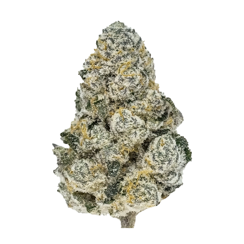 Lemonpaya – Fast Buds – hlavní obrázek