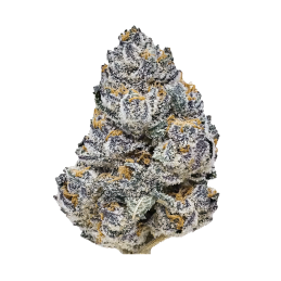 Rainbow Melon Fast Buds – detail květu