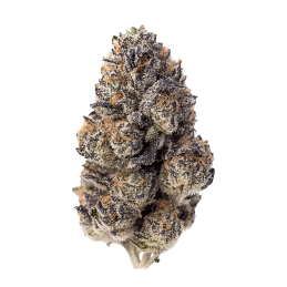 Papaya Sherbet Fast Buds – detail květu