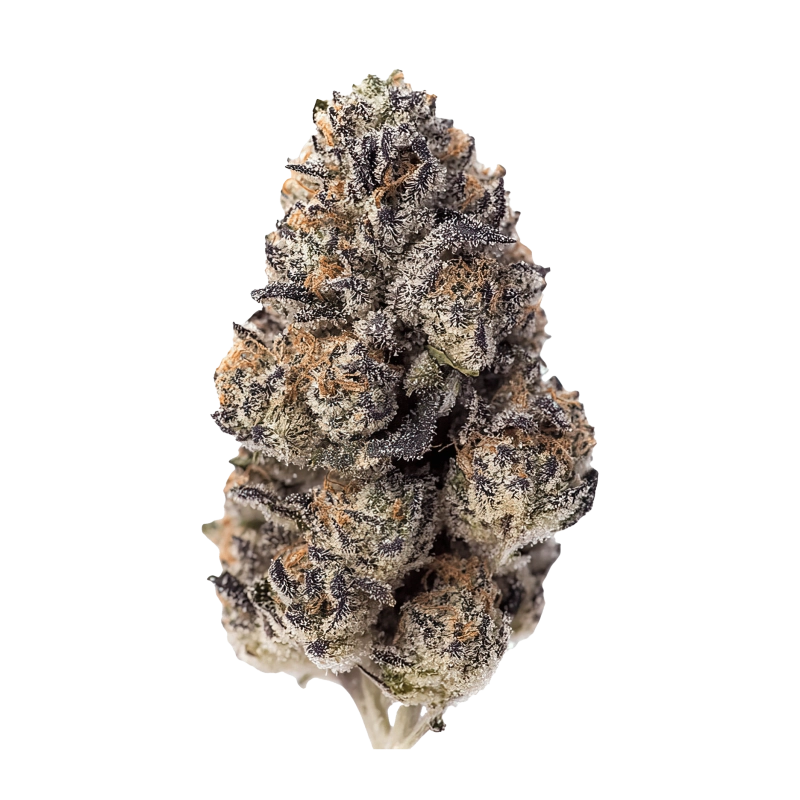 Papaya Sherbet Fast Buds – detail květu