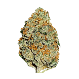 Lemon Mandarin – Fast Buds – detail květu