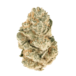 Gorilla Melon – Fast Buds – detail květu