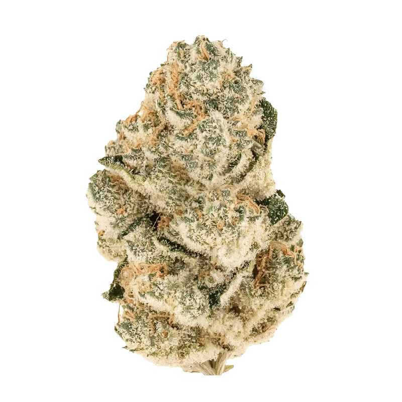 Gorilla Melon – Fast Buds – detail květu