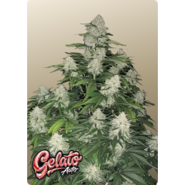 Gelato Auto Fast Buds – rostlina