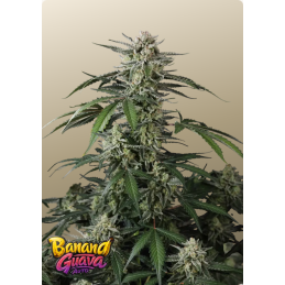 Banana Guava Auto Fast Buds – rostlina