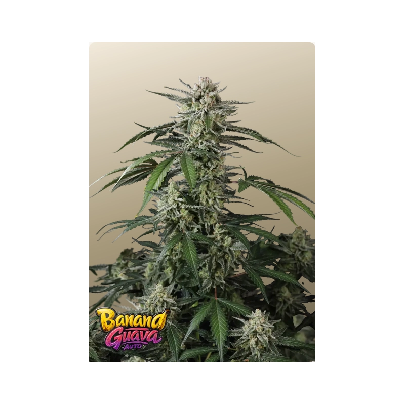 Banana Guava Auto Fast Buds – rostlina