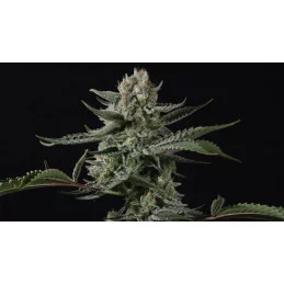 Banana Guava Auto Fast Buds – detail květu