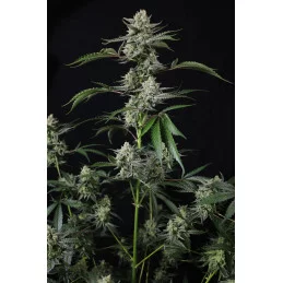 Banana Guava Auto Fast Buds – květ
