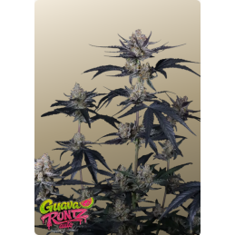 Guava Runtz Auto – Fast Buds – rostlina