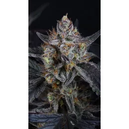 Guava Runtz Auto Fast Buds – detail palice