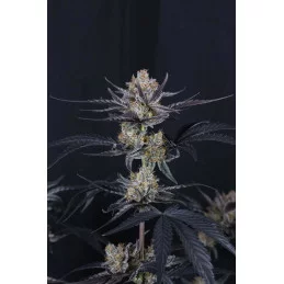 Guava Runtz Auto Fast Buds – detail květu