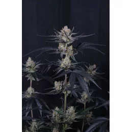 Guava Runtz Auto Fast Buds – květ