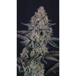 Guava Sundae Auto Fast Buds – detail květu