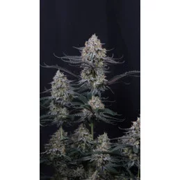 Guava Sundae Auto Fast Buds – hybridní autoflower semena