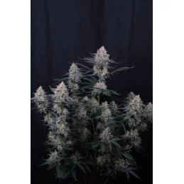 Guava Sundae Auto Fast Buds – celá rostlina