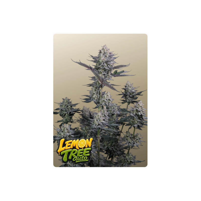 Lemon Tree Auto Fast Buds – detail květu
