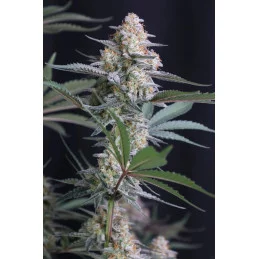 Lemon Tree Auto Fast Buds – detail květu