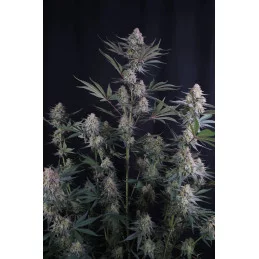 Lemon Tree Auto Fast Buds – celá rostlina