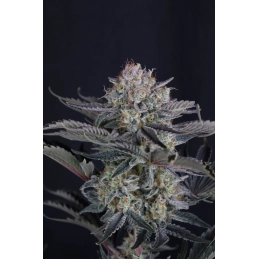 Mendo Frost Auto Fast Buds – detail květu