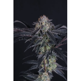 Mendo Frost Auto Fast Buds – detail palice