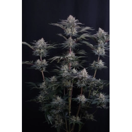 Mendo Frost Auto Fast Buds – genetika Frostbanger Auto F4 x Mendo Breath Auto IBL