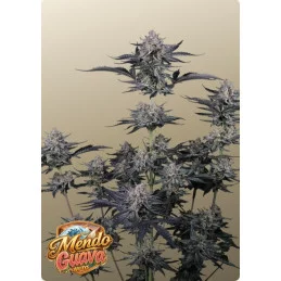 Mendo Guava Auto Fast Buds – celá rostlina