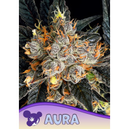 Aura Anesia Seeds – detail květu