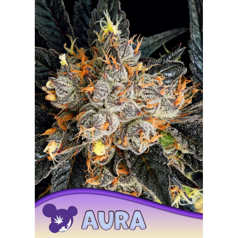 Aura Anesia Seeds – detail květu