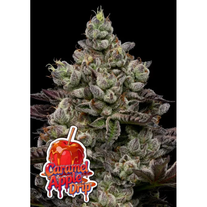 Caramel Apple Drip Anesia Seeds – detail květu