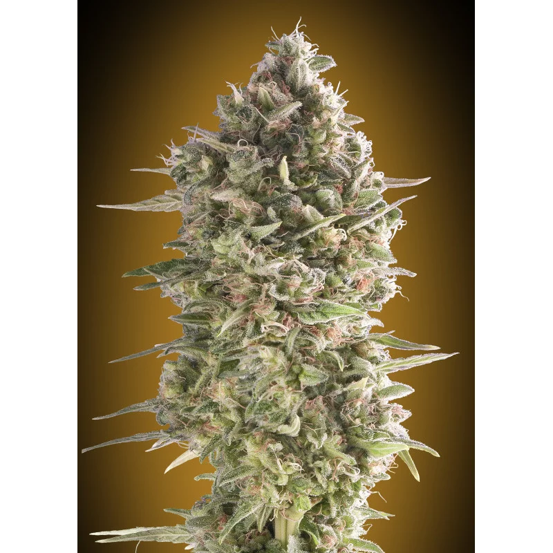 Do-Si-Dos Cookies – 00 Seeds – feminizovaná semena indica dominantní