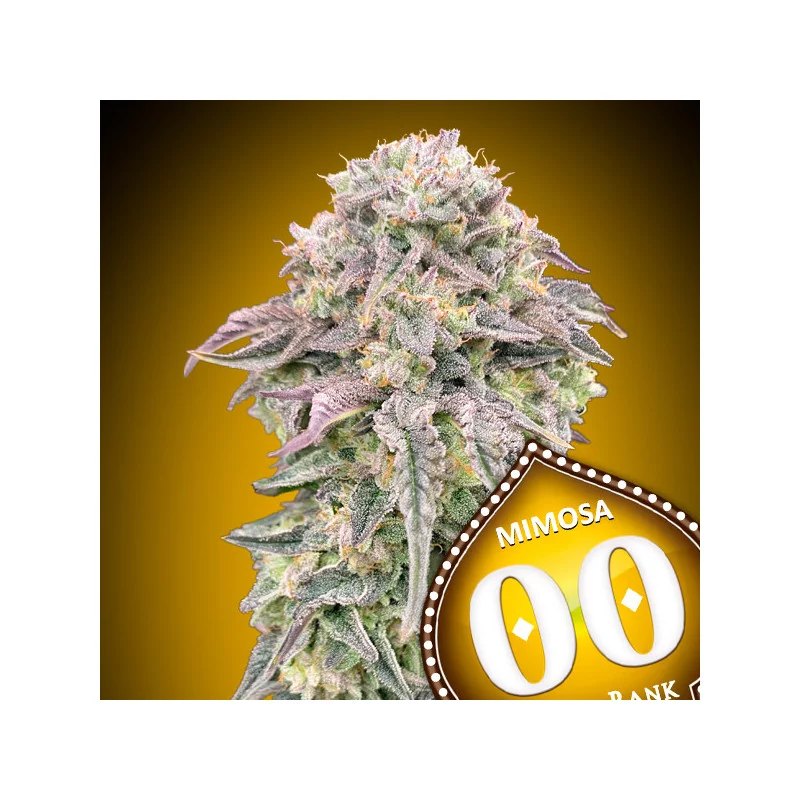 Mimosa 00 Seeds feminizovaná semena konopí hybrid