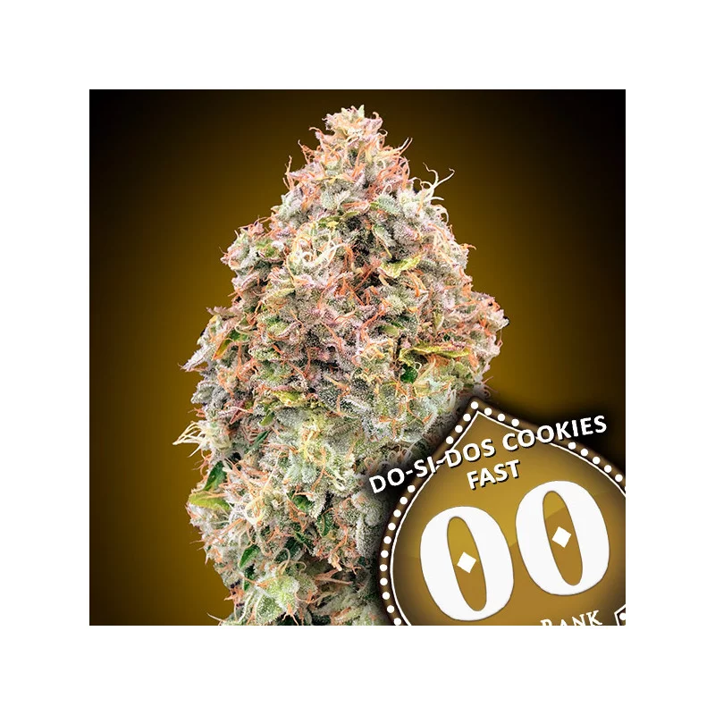 Do-Si-Dos Cookies FAST – 00 Seeds – detail květu odrůdy