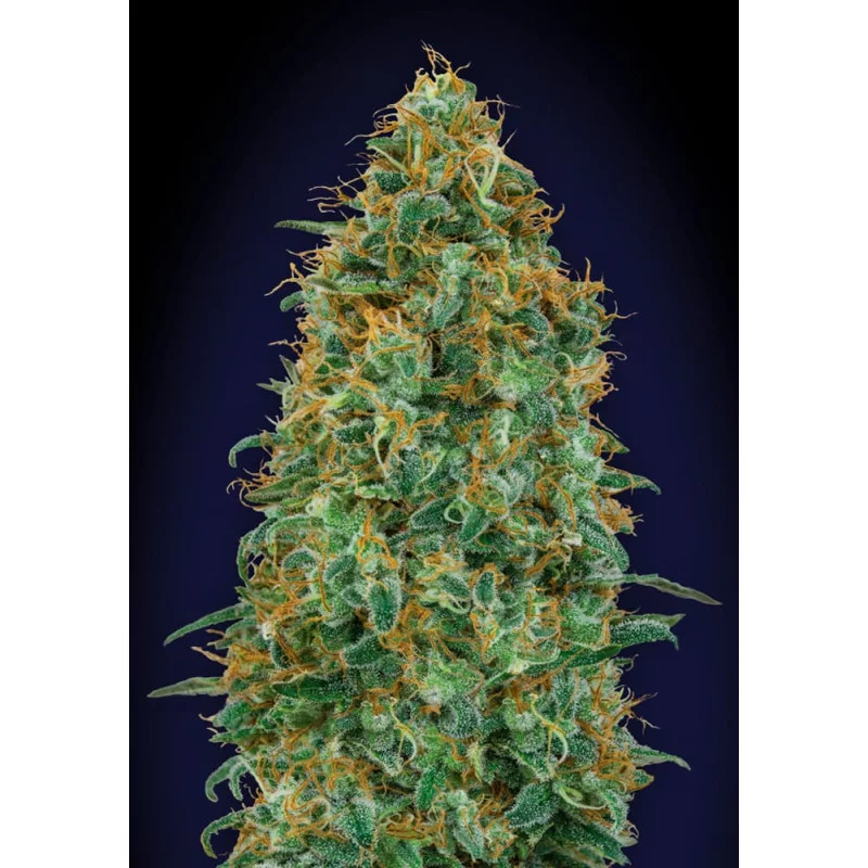 Blueberry – 00 Seeds – feminizovaná semena konopí