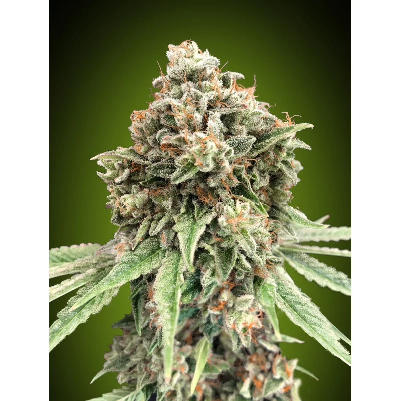 Sweet Critical FAST – 00 Seeds – feminizovaná semena konopí