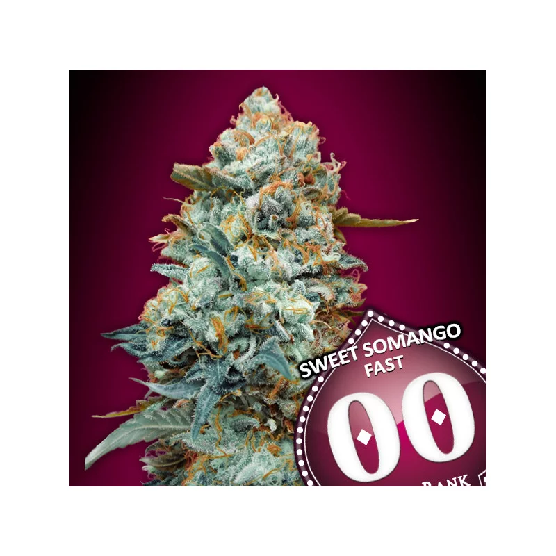 Sweet Somango FAST – 00 Seeds – feminizovaná semena konopí