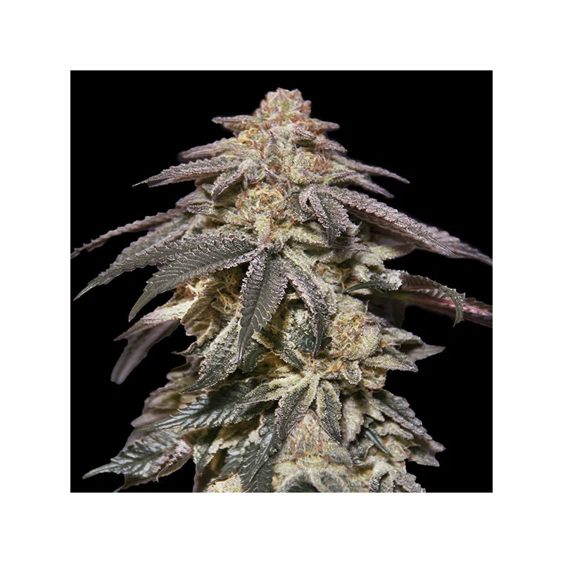 Auto Apple Bananas – 00 Seeds – autoflowering semena konopí