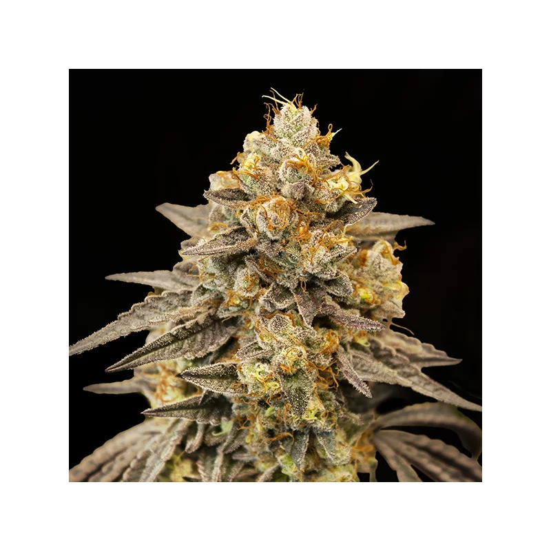 Auto Biscotti Zkittlez – 00 Seeds – autoflowering semena konopí