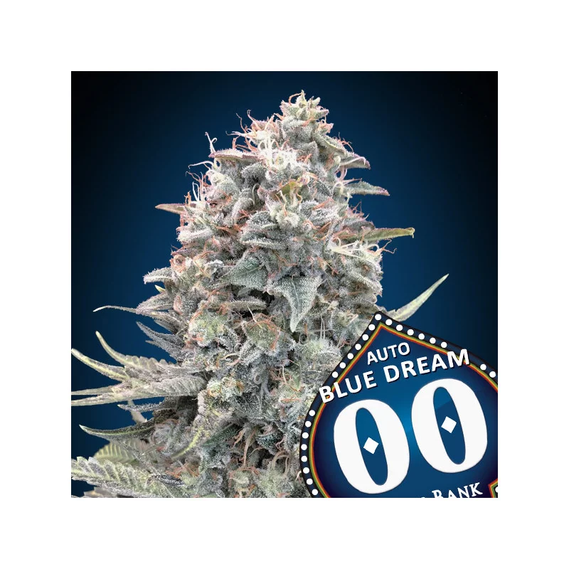Auto Blue Dream – 00 Seeds – autoflowering semena konopí