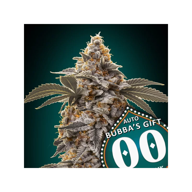 Auto Bubba's Gift – 00 Seeds – autoflowering semena konopí