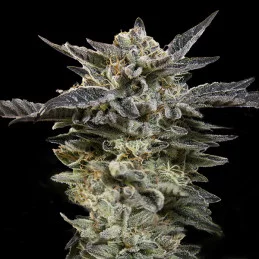 Auto Oreoz – 00 Seeds – indica dominantní autoflowering semena konopí