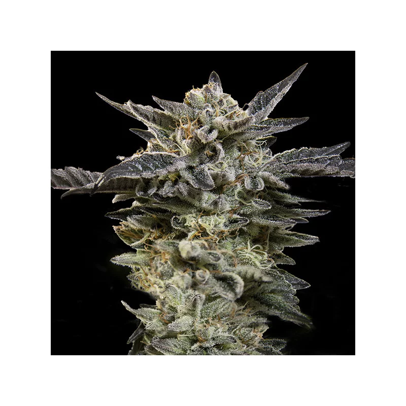 Auto Oreoz – 00 Seeds – indica dominantní autoflowering semena konopí