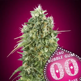 Bubble Gum CBD – 00 Seeds – feminizovaná CBD semena konopí