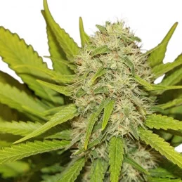 Skunk  XL -  Royal Queen Seeds - feminizovaná semínka konopí