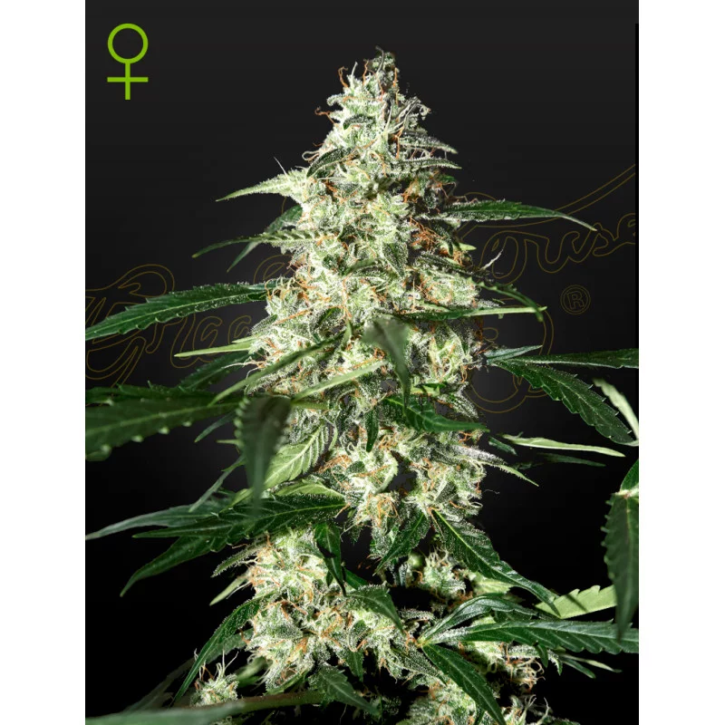 Skunk Auto – květ odrůdy Green House Seeds