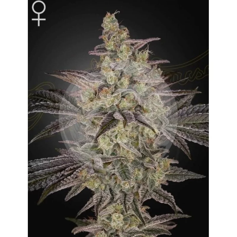 Frosted Guava Auto – 60% INDICA | Green House Seeds