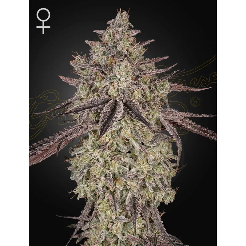 Skywalker Auto – 50% INDICA | Green House Seeds