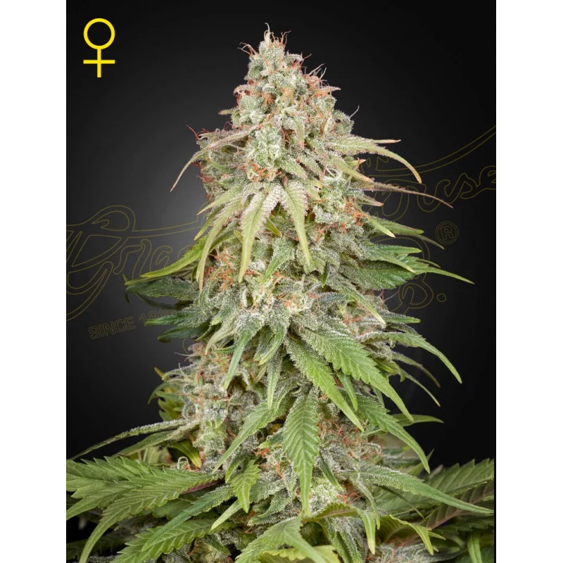 GH Amnesia – 65% SATIVA | Green House Seeds