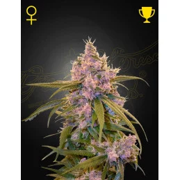 Arjan’s Ultra Haze 2 | 80%...