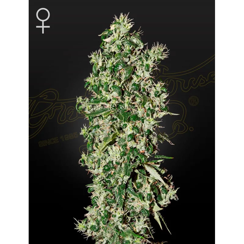Big Tooth | 60% INDICA – Green House Seeds